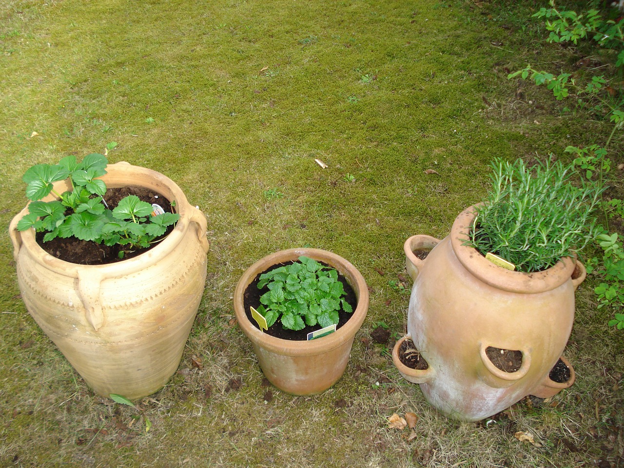 herbs healthy pots free photo