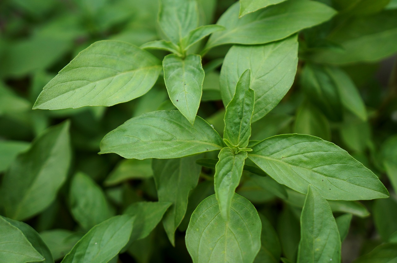 herbs basil greens free photo