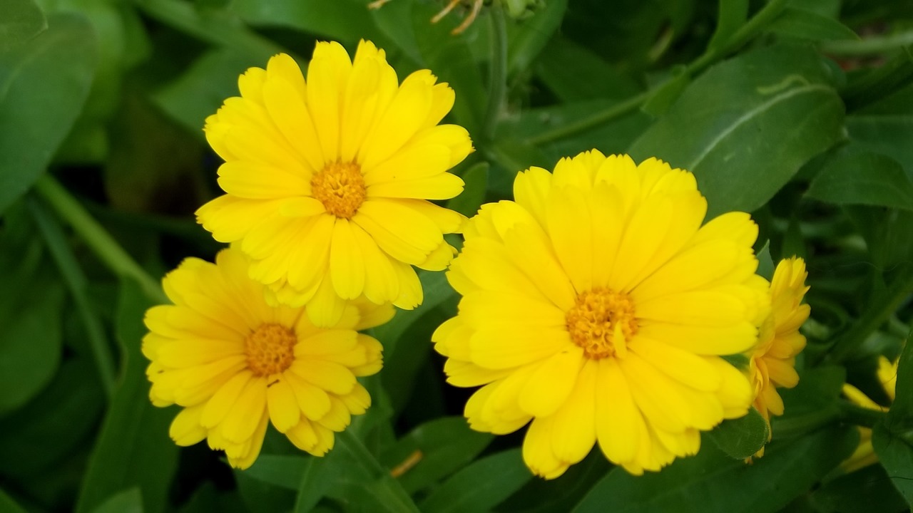 herbs marigold doctor's office free photo