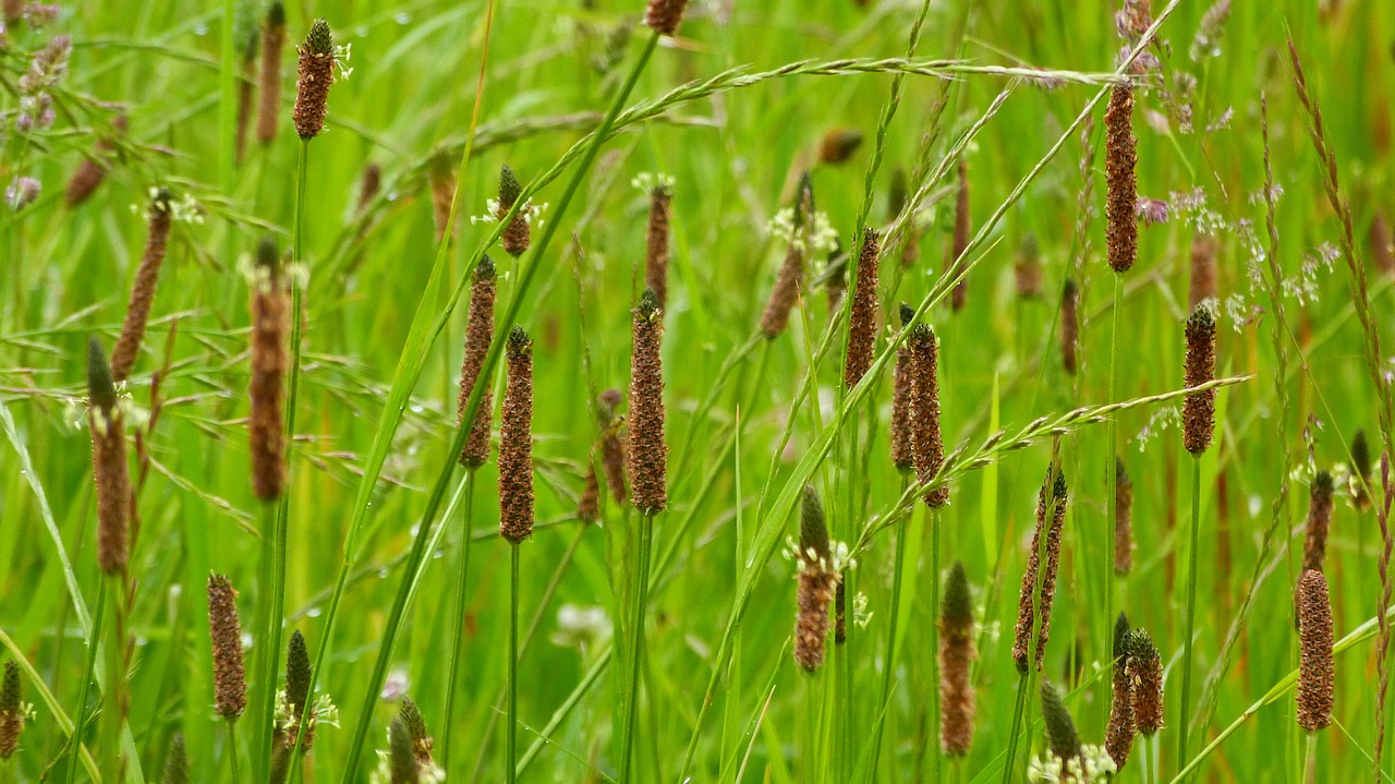 herbs  weed  nature free photo