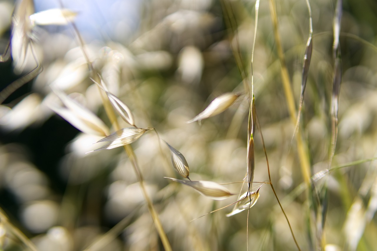 herbs  nature  summer free photo