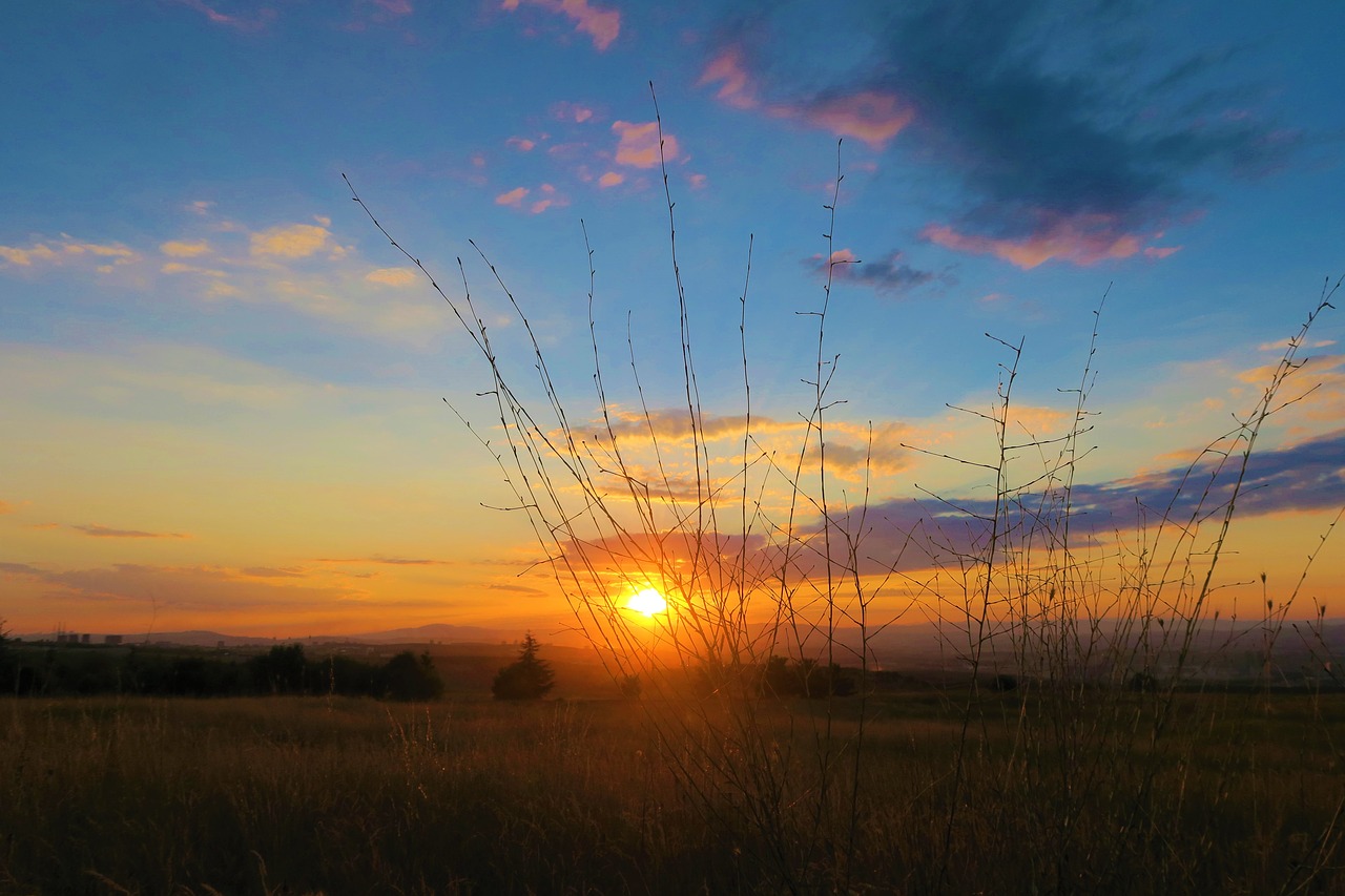 herbs  sunset  nature free photo