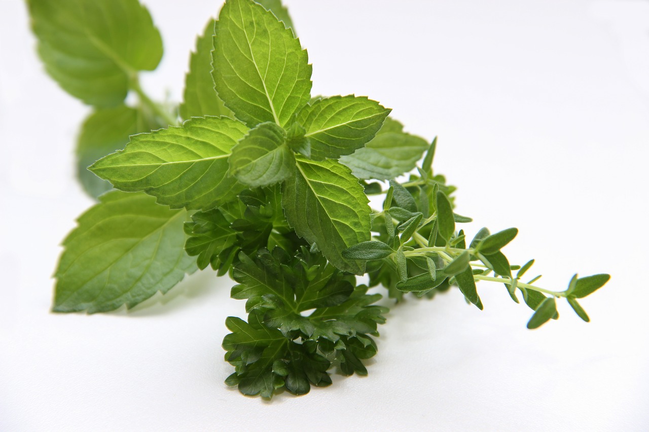 herbs  mint  thyme free photo