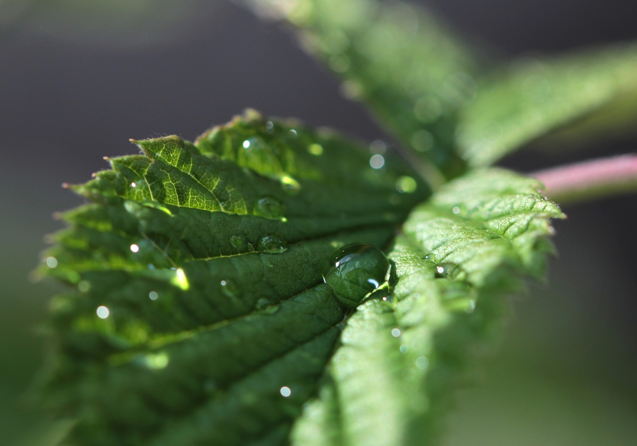 herbs  drop of water  culinary herbs free photo