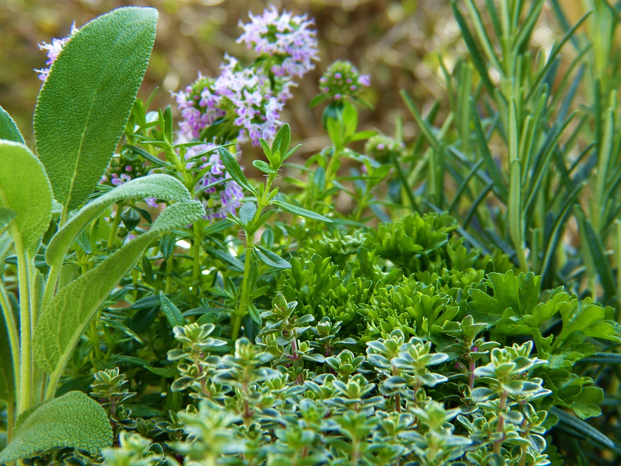 herbs  green  plant free photo