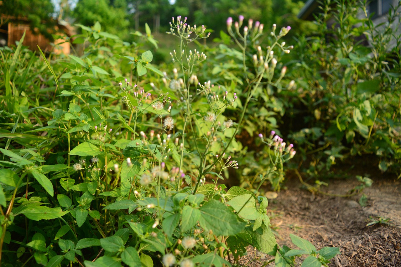 herbs nature wild flowers free photo