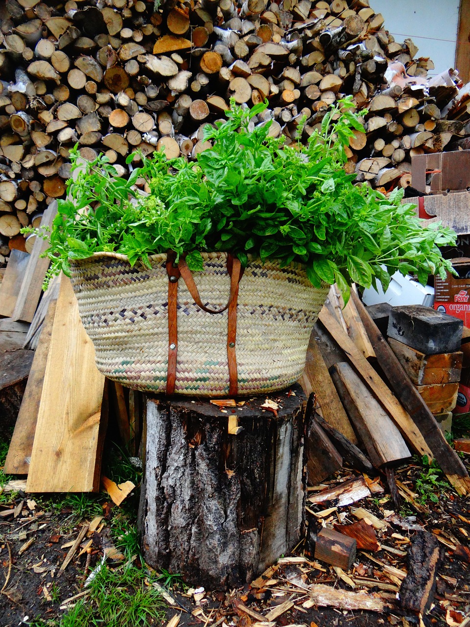 herbs vegetable garden harvest free photo