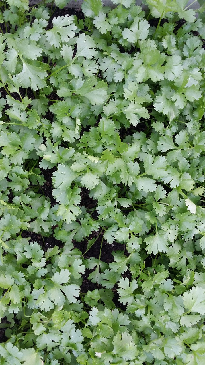 herbs coriander nature free photo