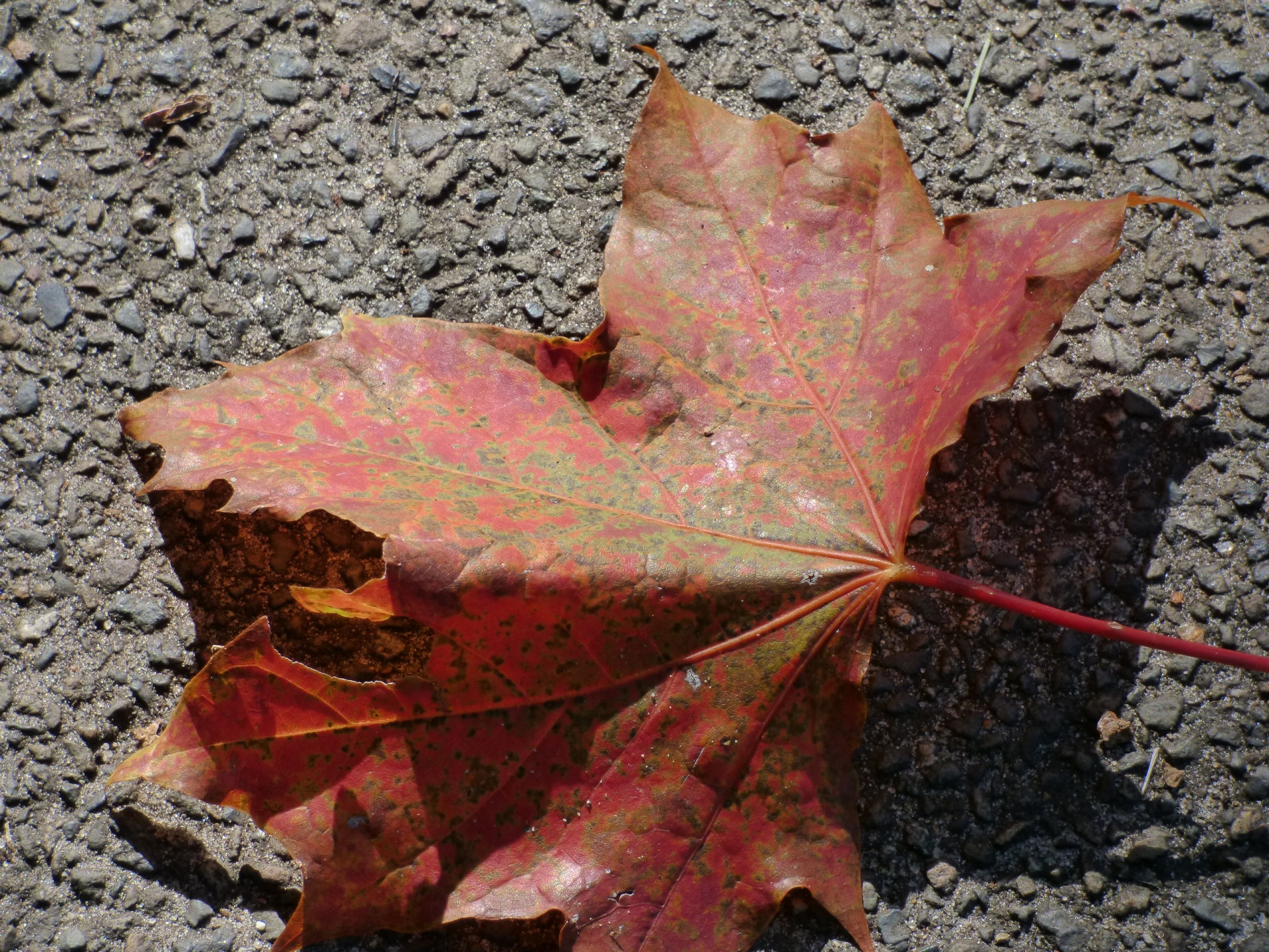 foliage leaves nature free photo