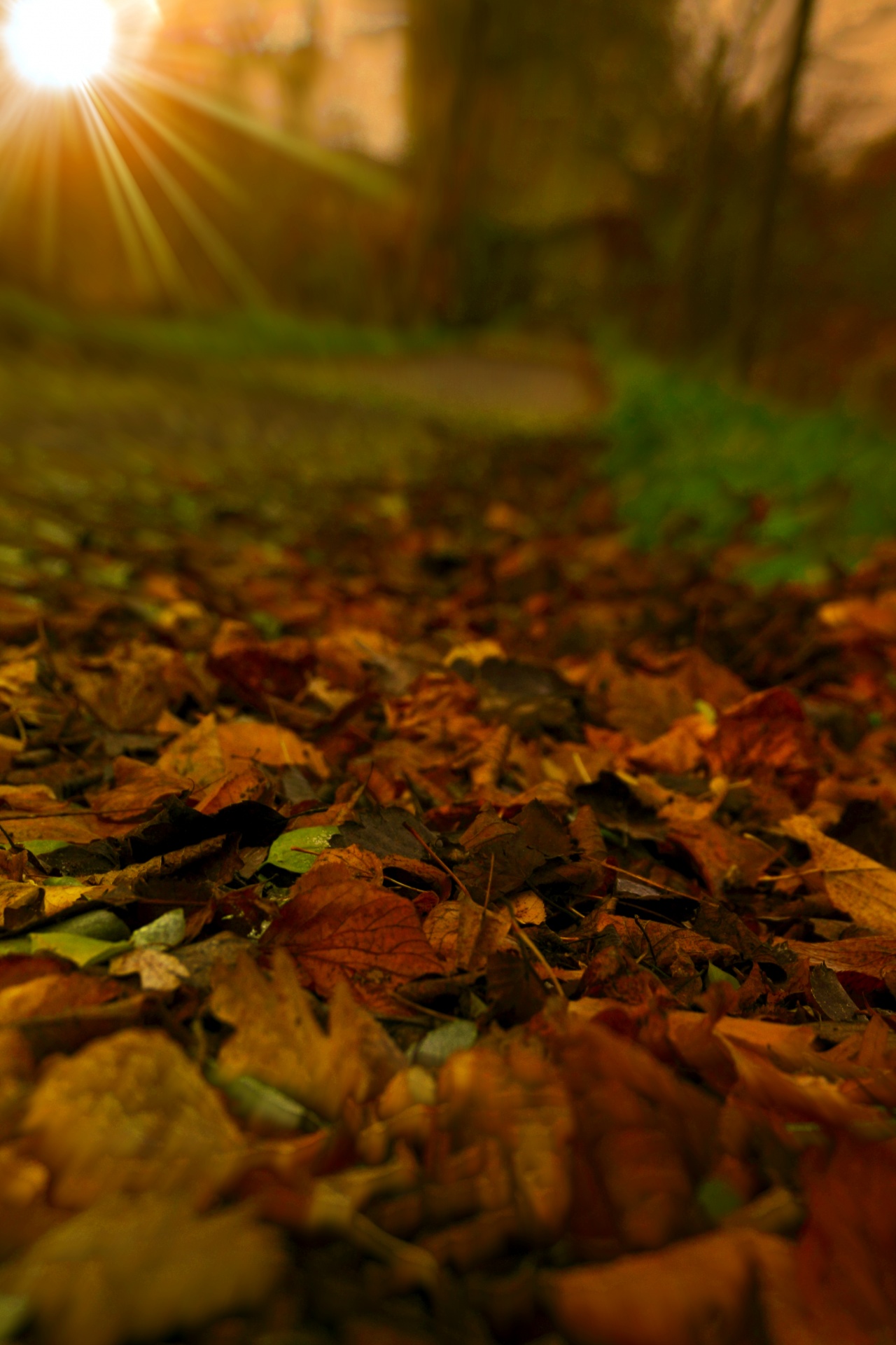 autumn foliage trees free photo