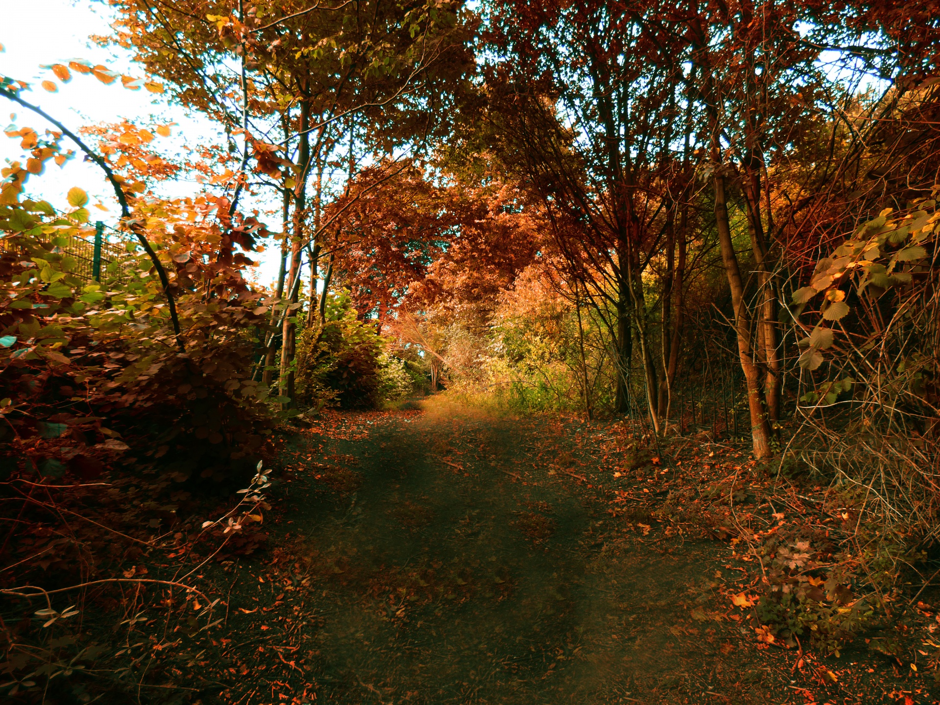 forest path autumn free photo