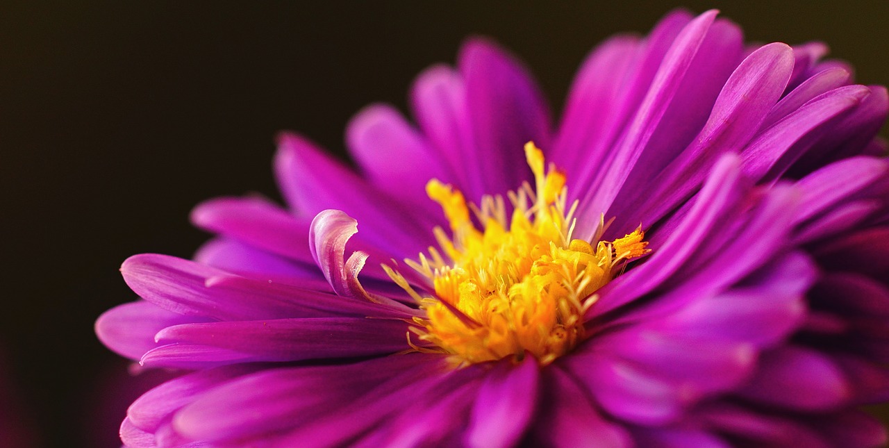 herbstaster pink asters free photo