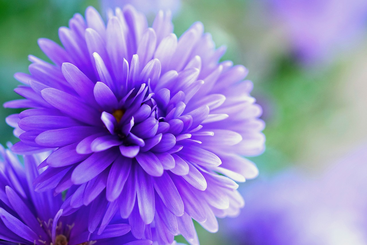 herbstaster purple flower free photo