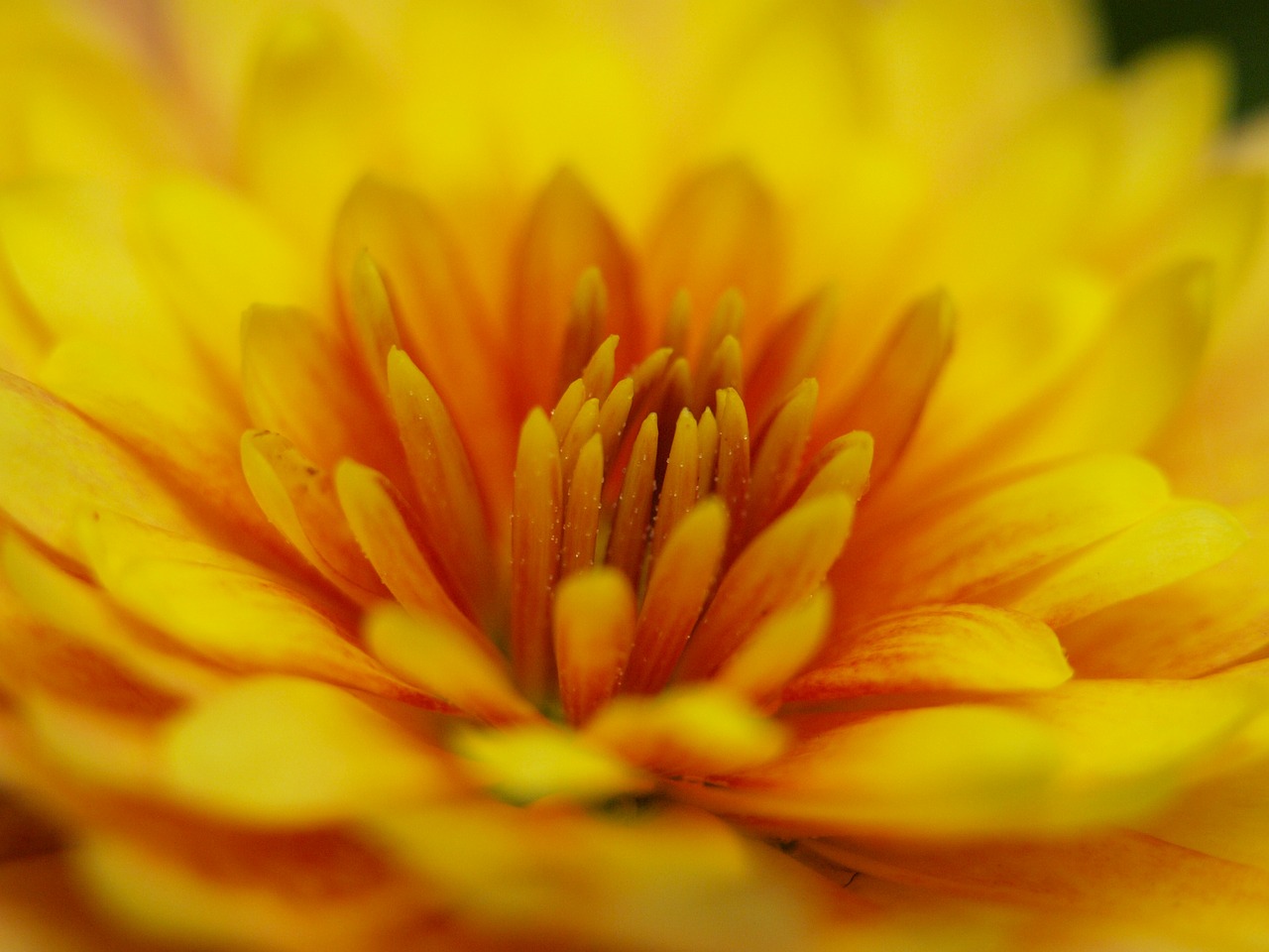 herbstaster yellow blossom free photo