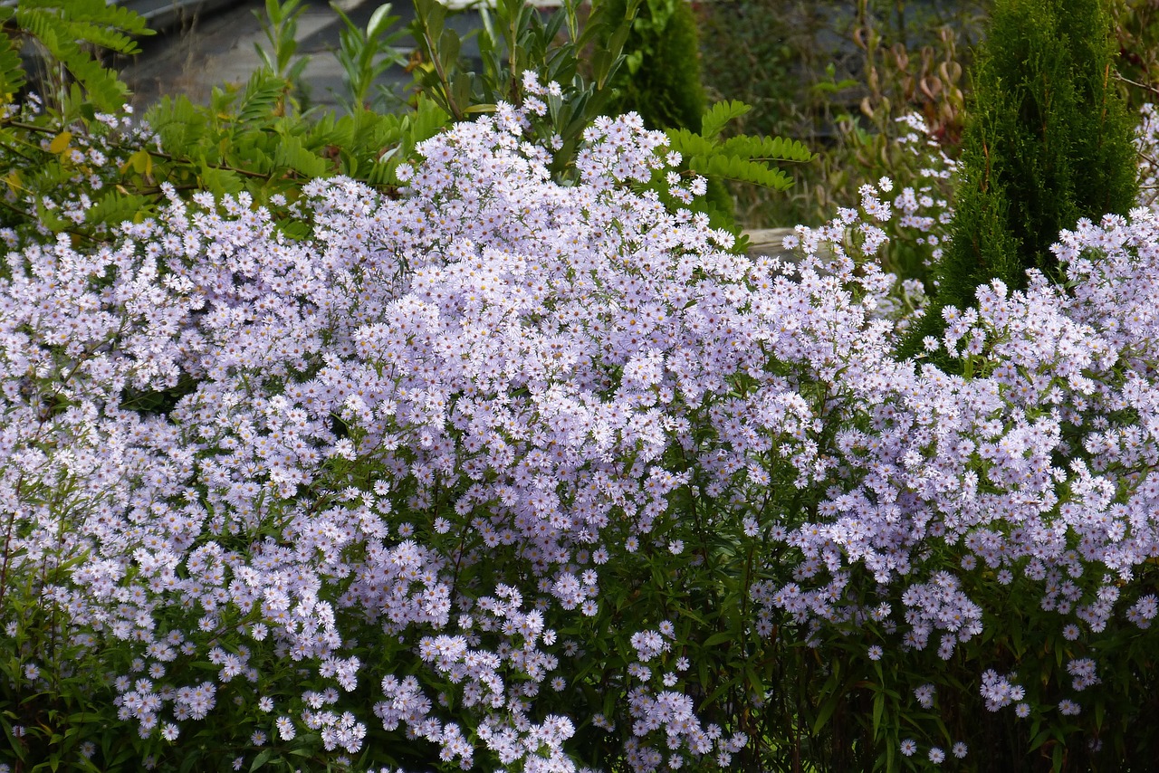 herbstaster flowers bloom free photo