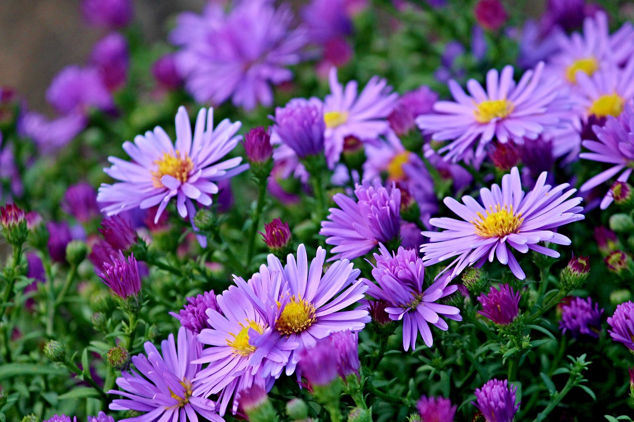 herbstastern asters autumn free photo