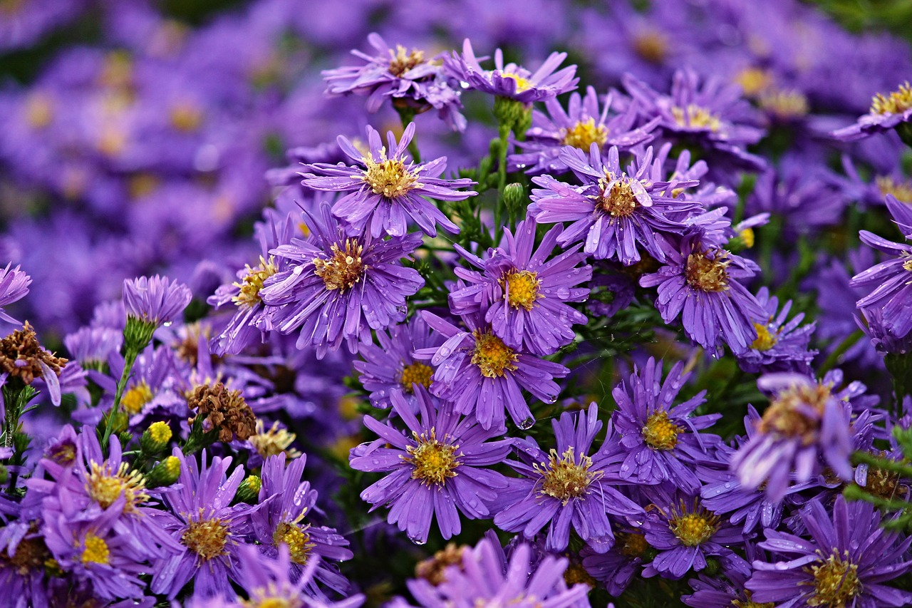 herbstastern asters autumn free photo