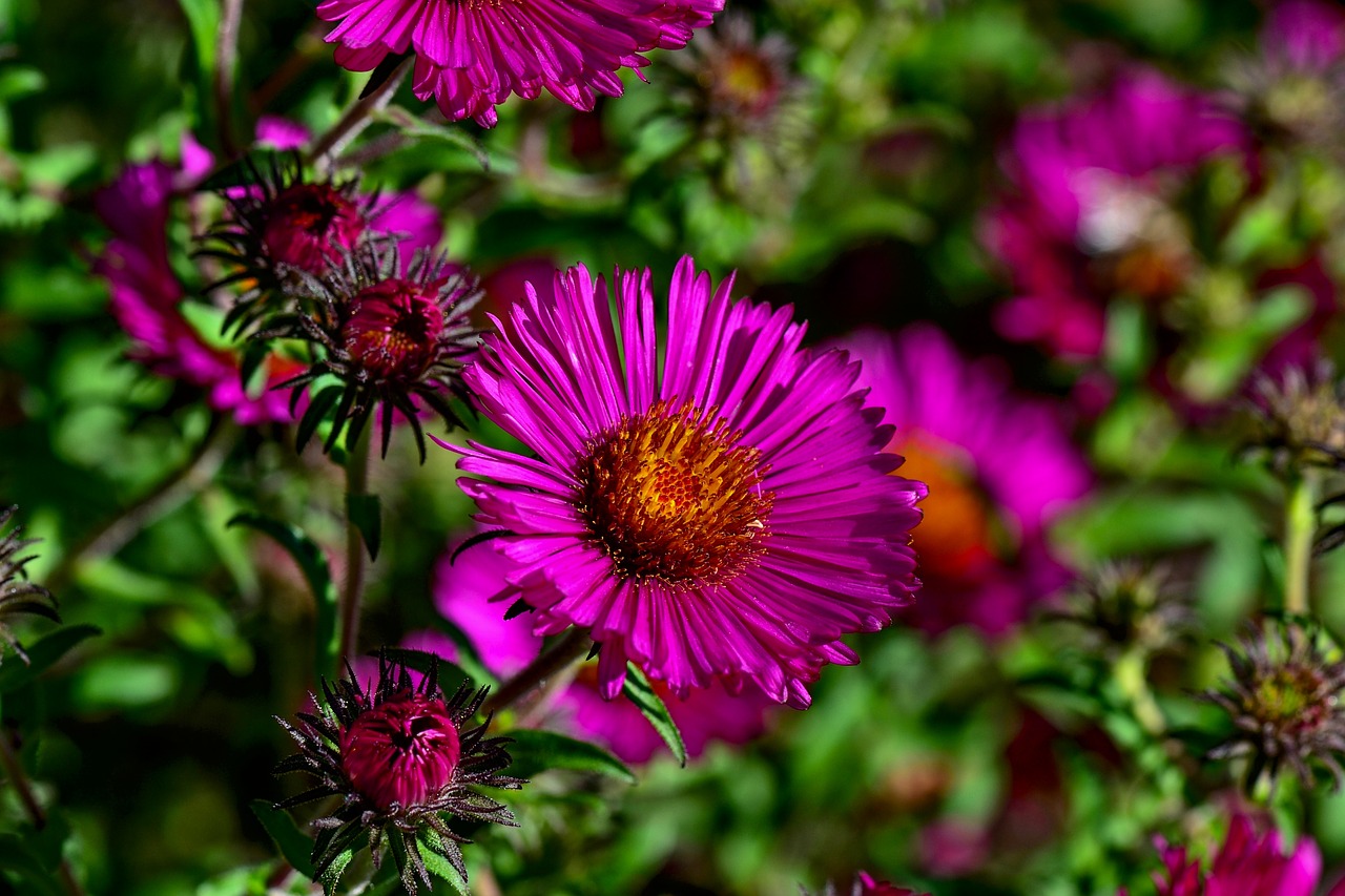 herbstastern  flower  blossom free photo