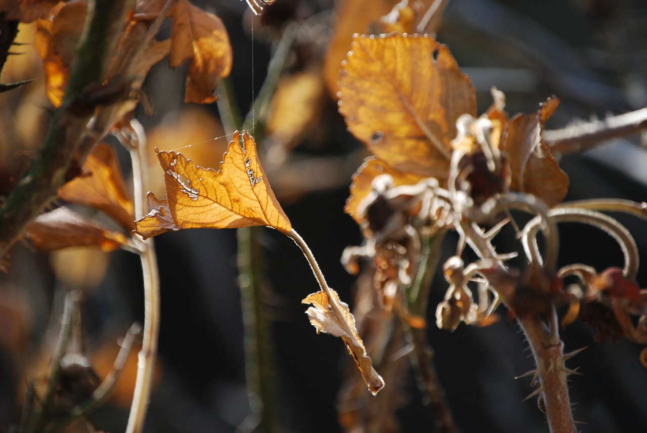 herbstimpression fall foliage cobweb free photo