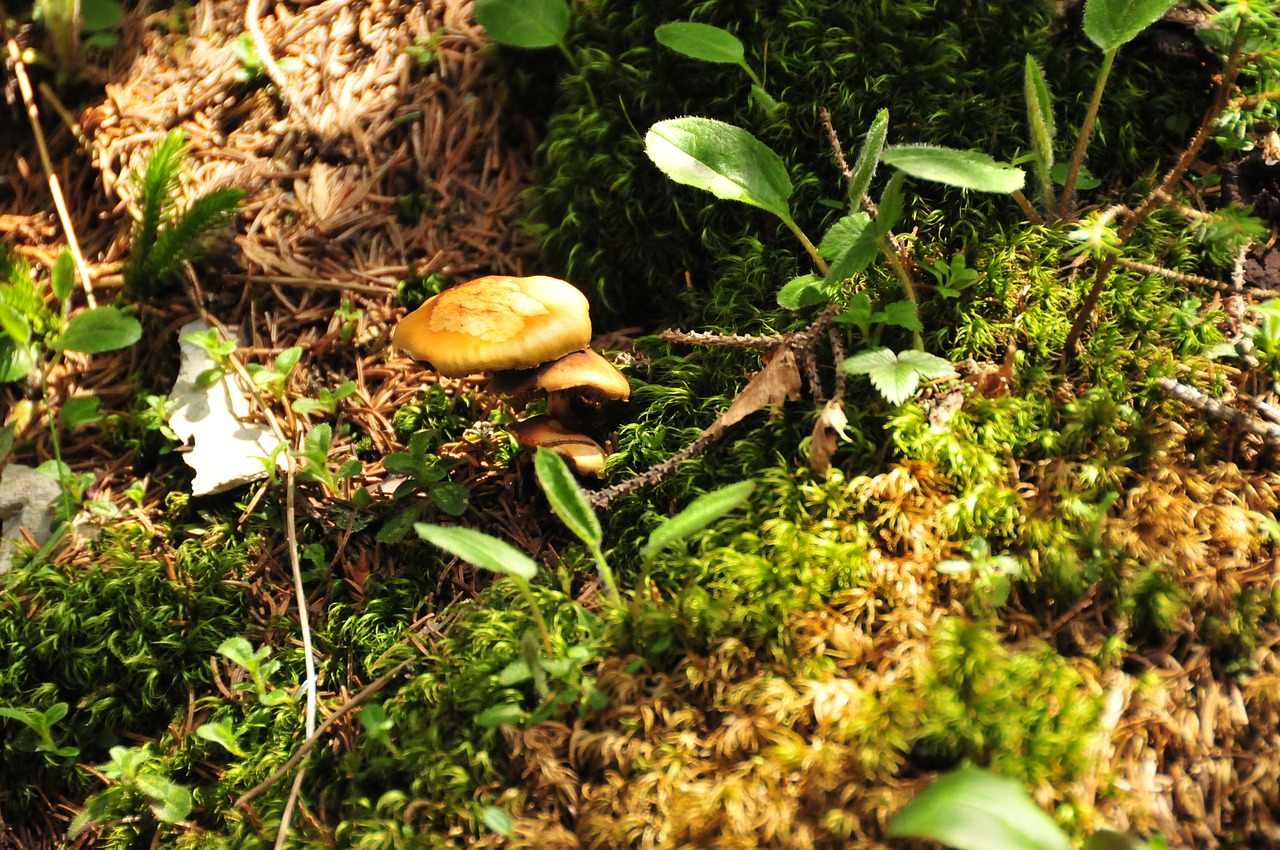herbstimpression forest mushroom free photo