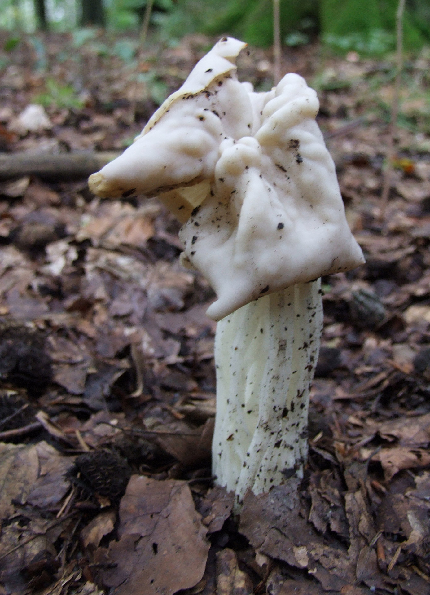 mushroom fall october free photo