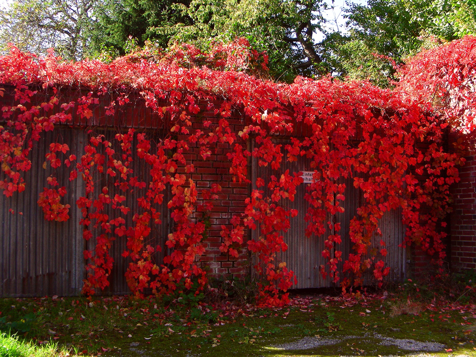 creeper autumn wine free photo