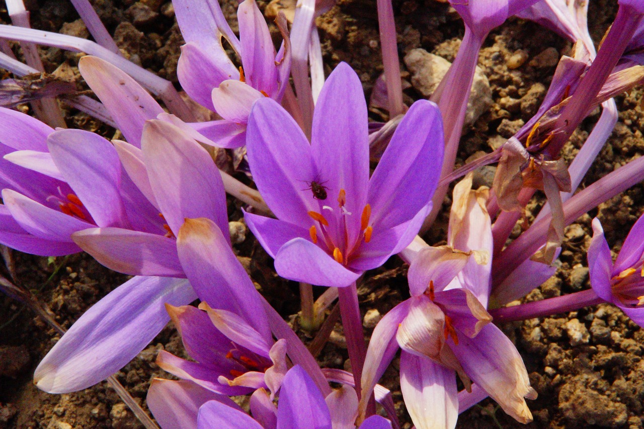 herbstzeitlose purple crocus plant free photo