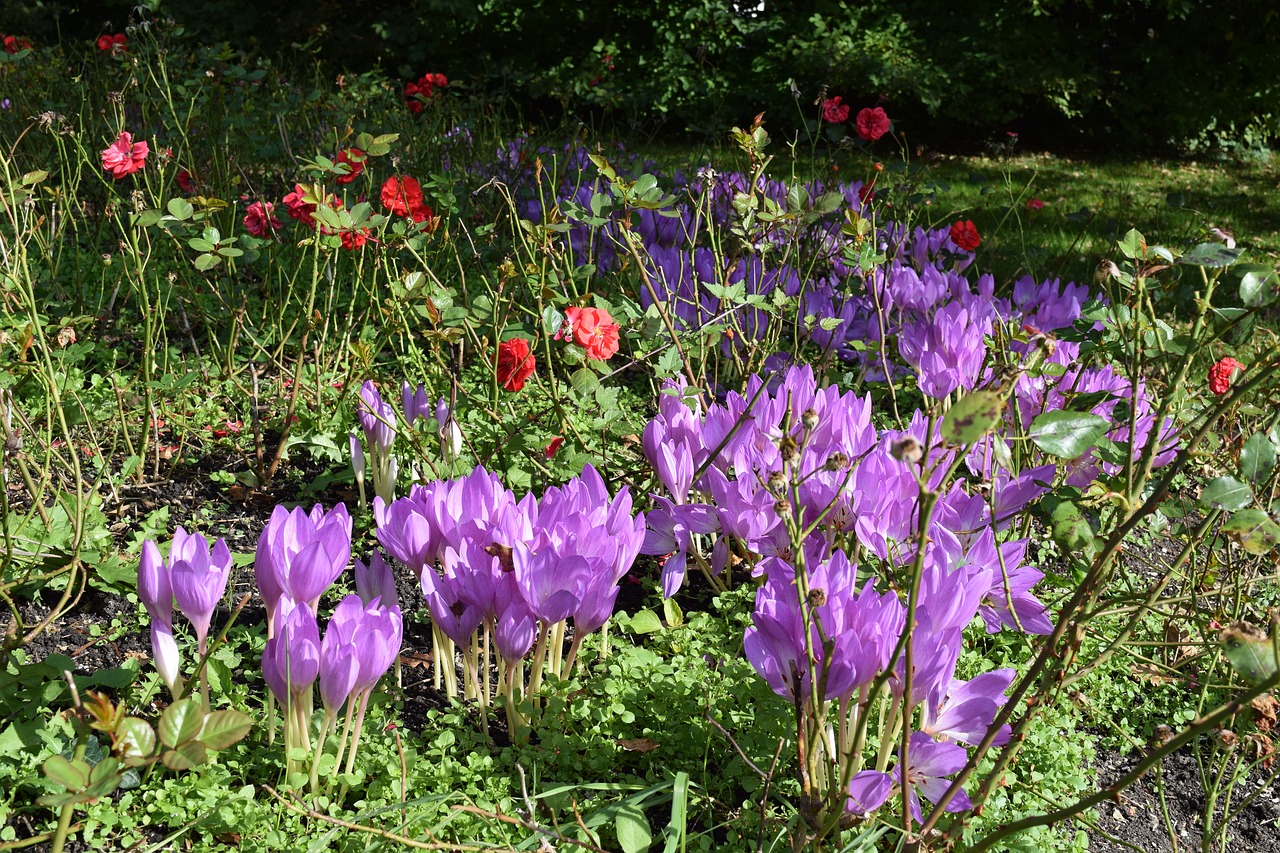 herbstzeitlose flowers purple free photo