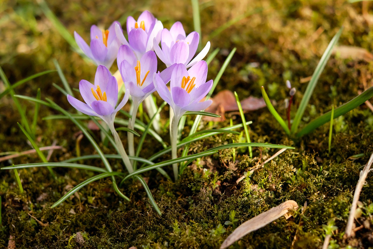 herbstzeitlose flower blossom free photo