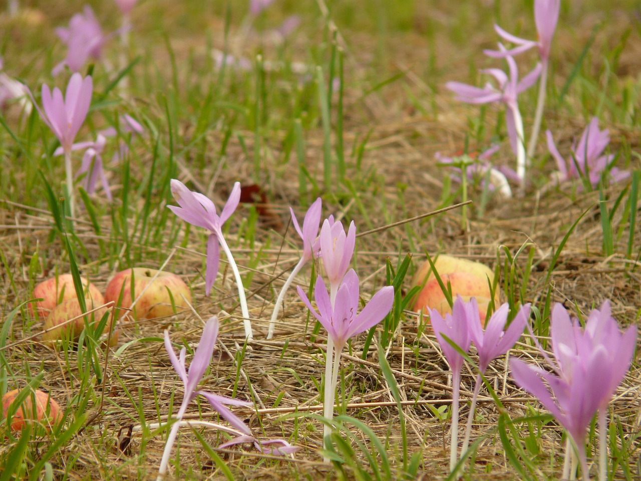 herbstzeitlose flower blossom free photo