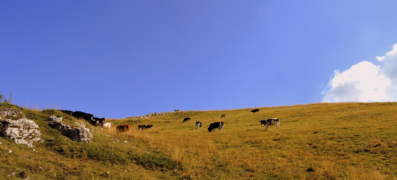 herd cow pasture free photo