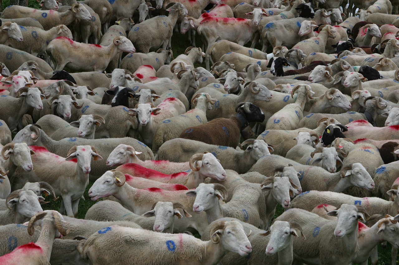 herd sheep sheep-herding free photo