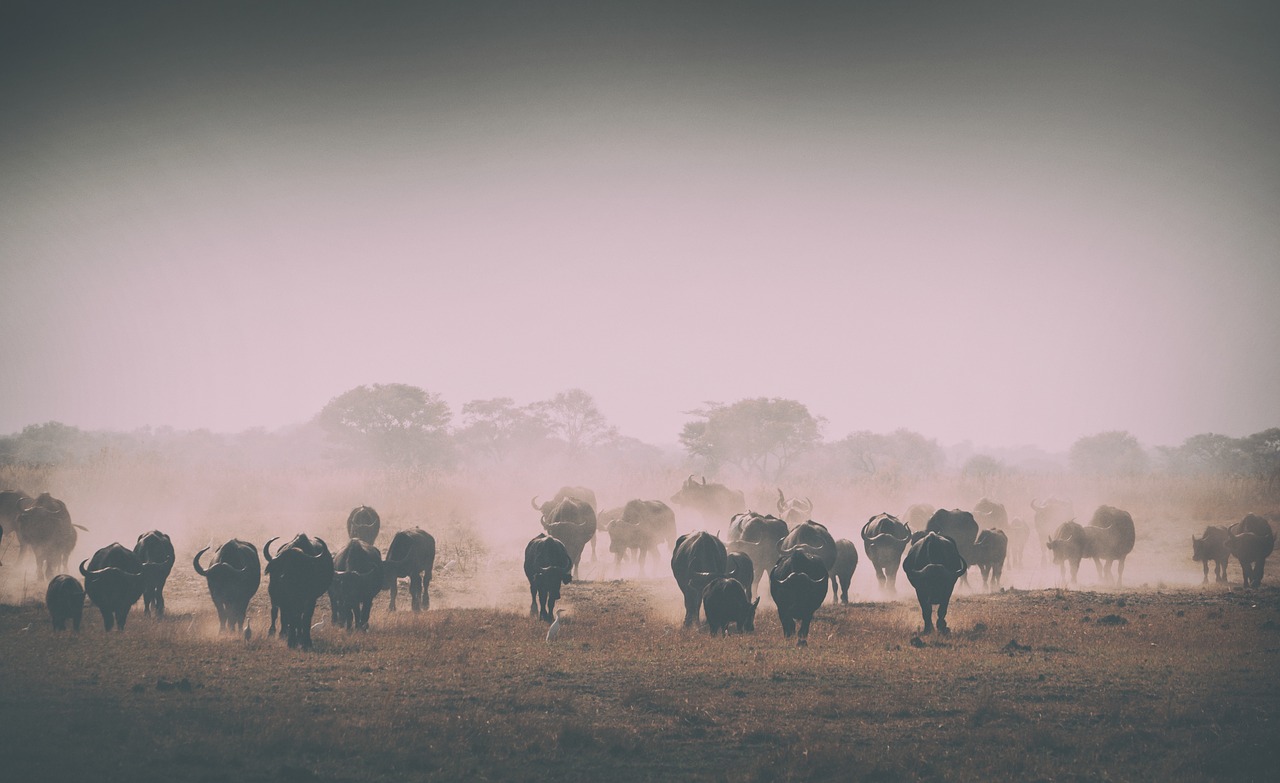 herd grass animal free photo