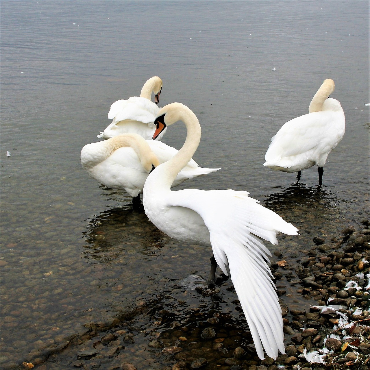 herd lake swan free photo