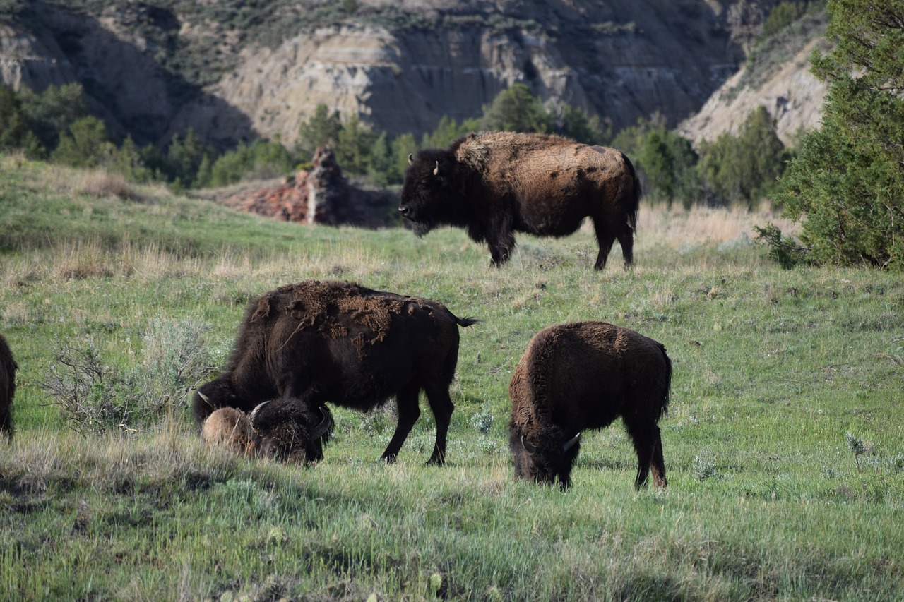 herd  buffalo  bison free photo