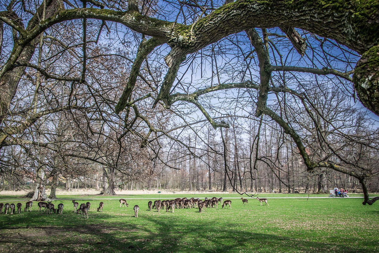 herd  fallow deer  park free photo