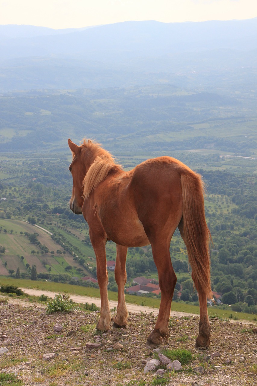 herd horses landscape free photo