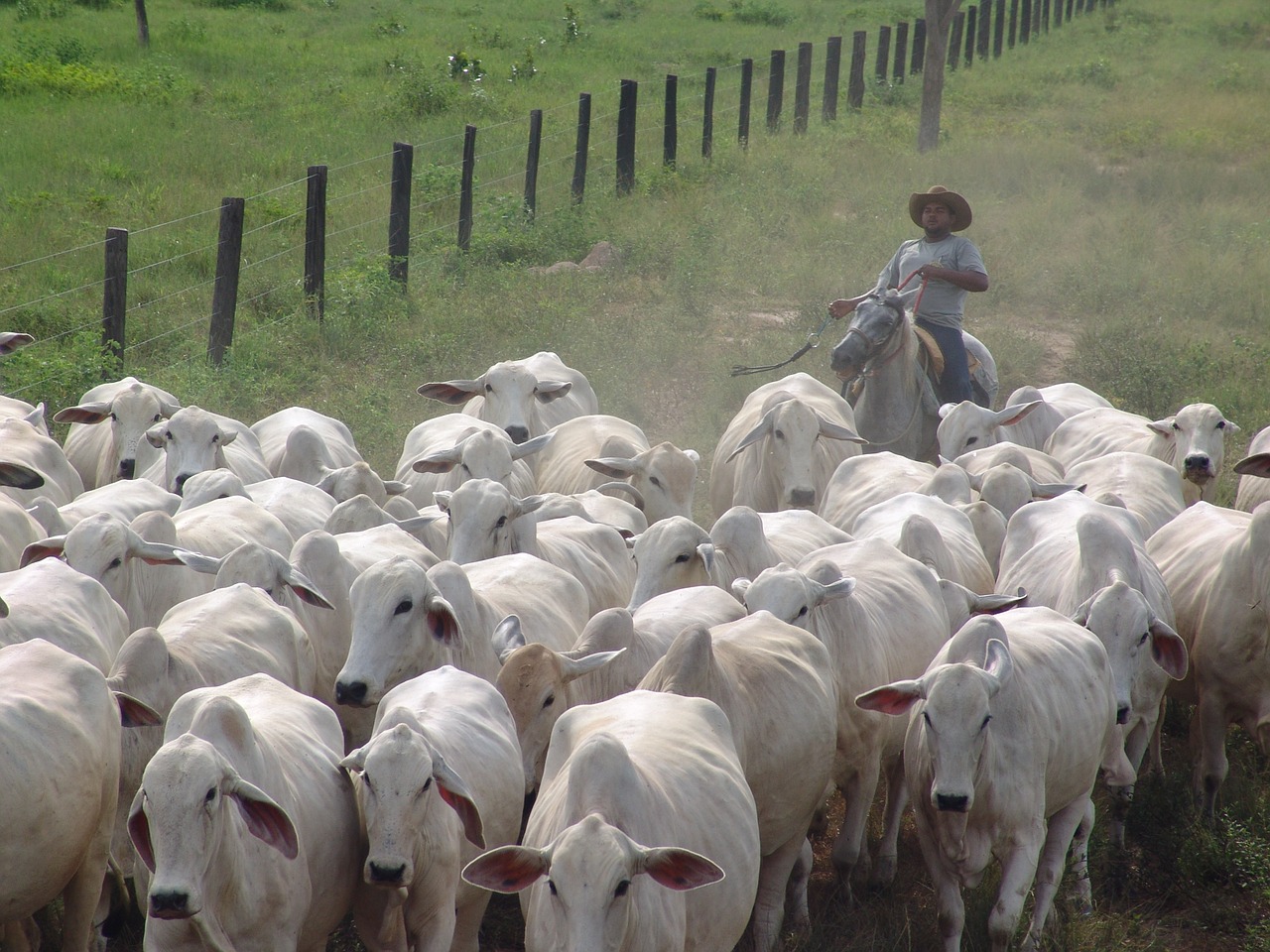 herd bitch nellore free photo