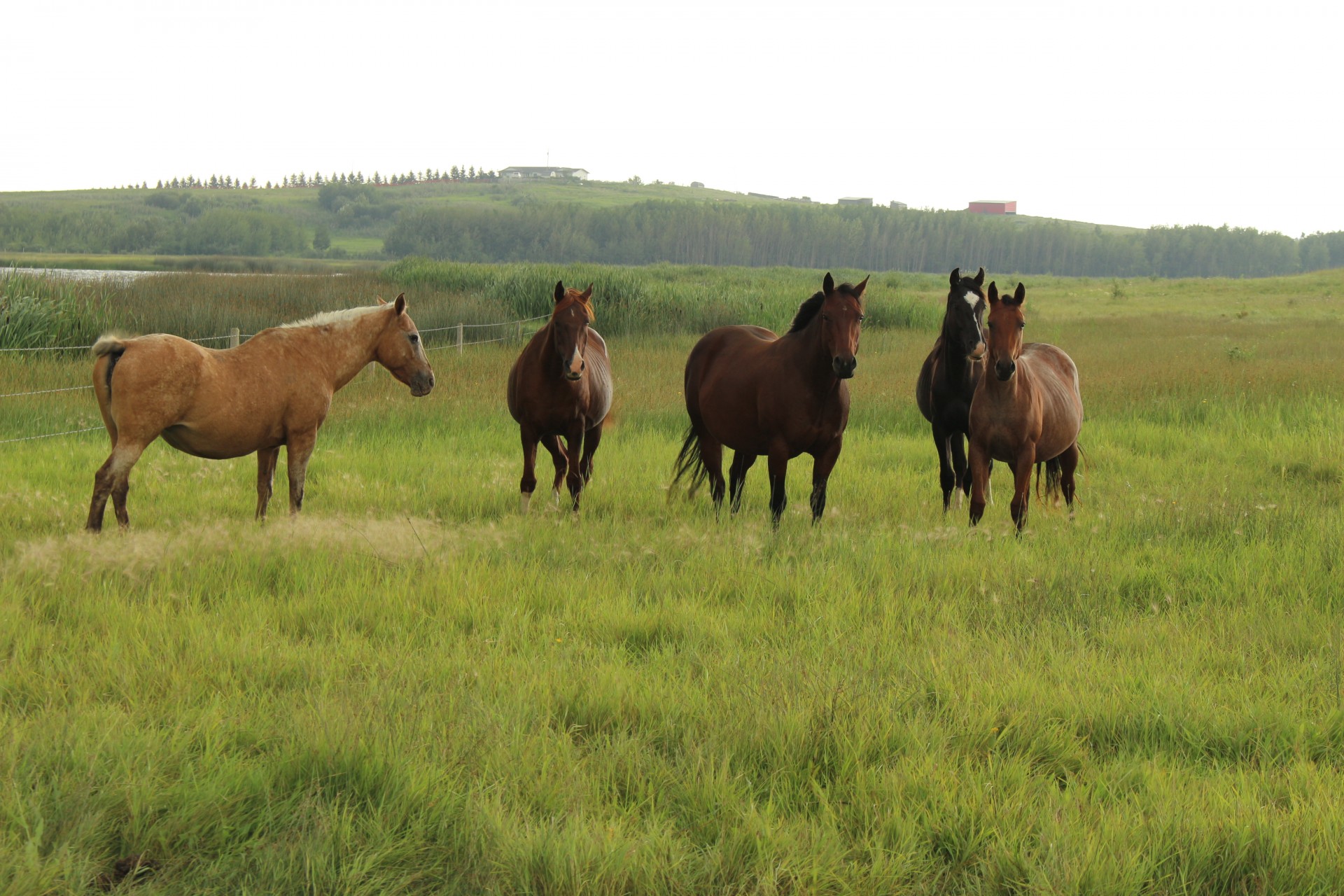 herd horses farm free photo