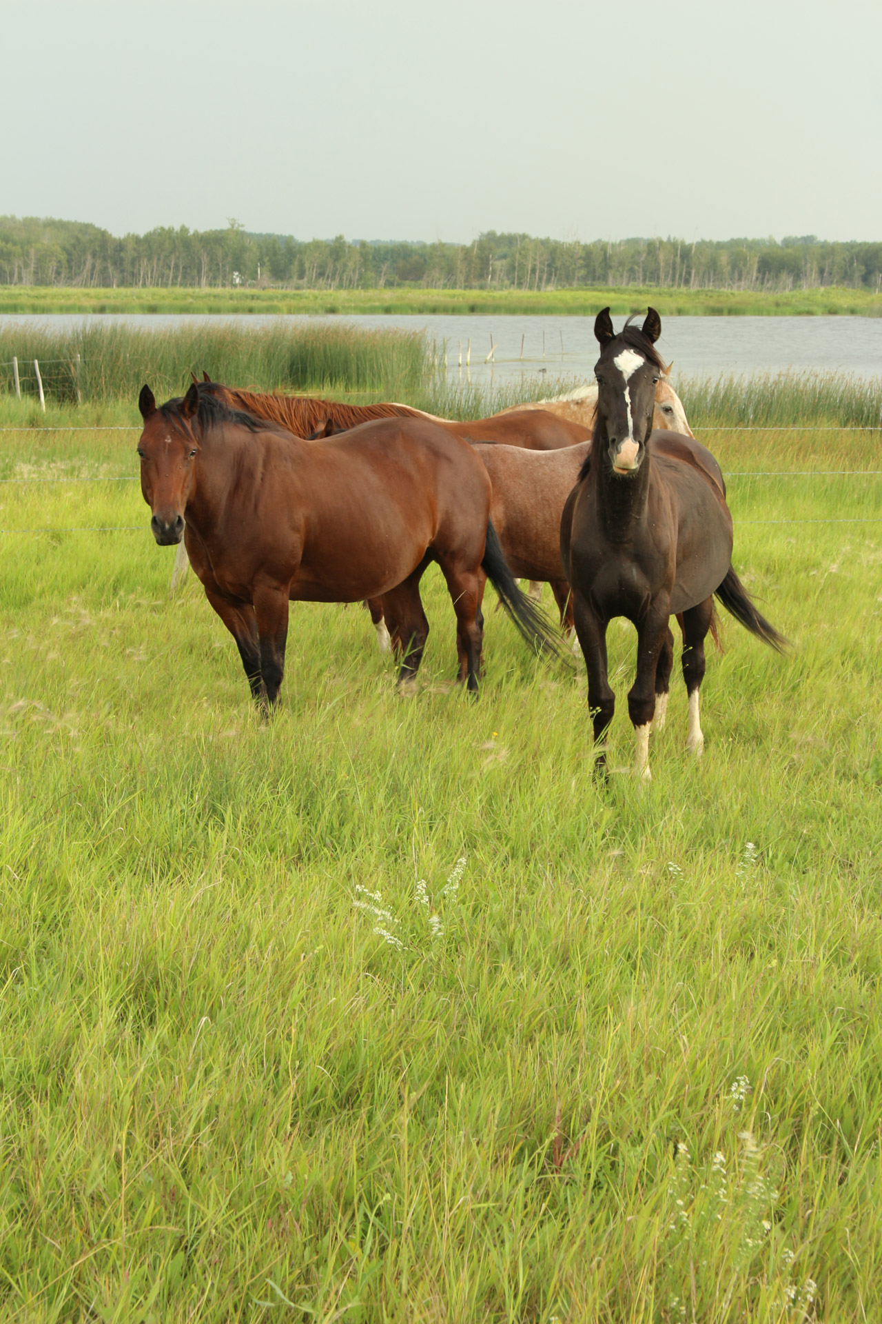 herd horses farm free photo