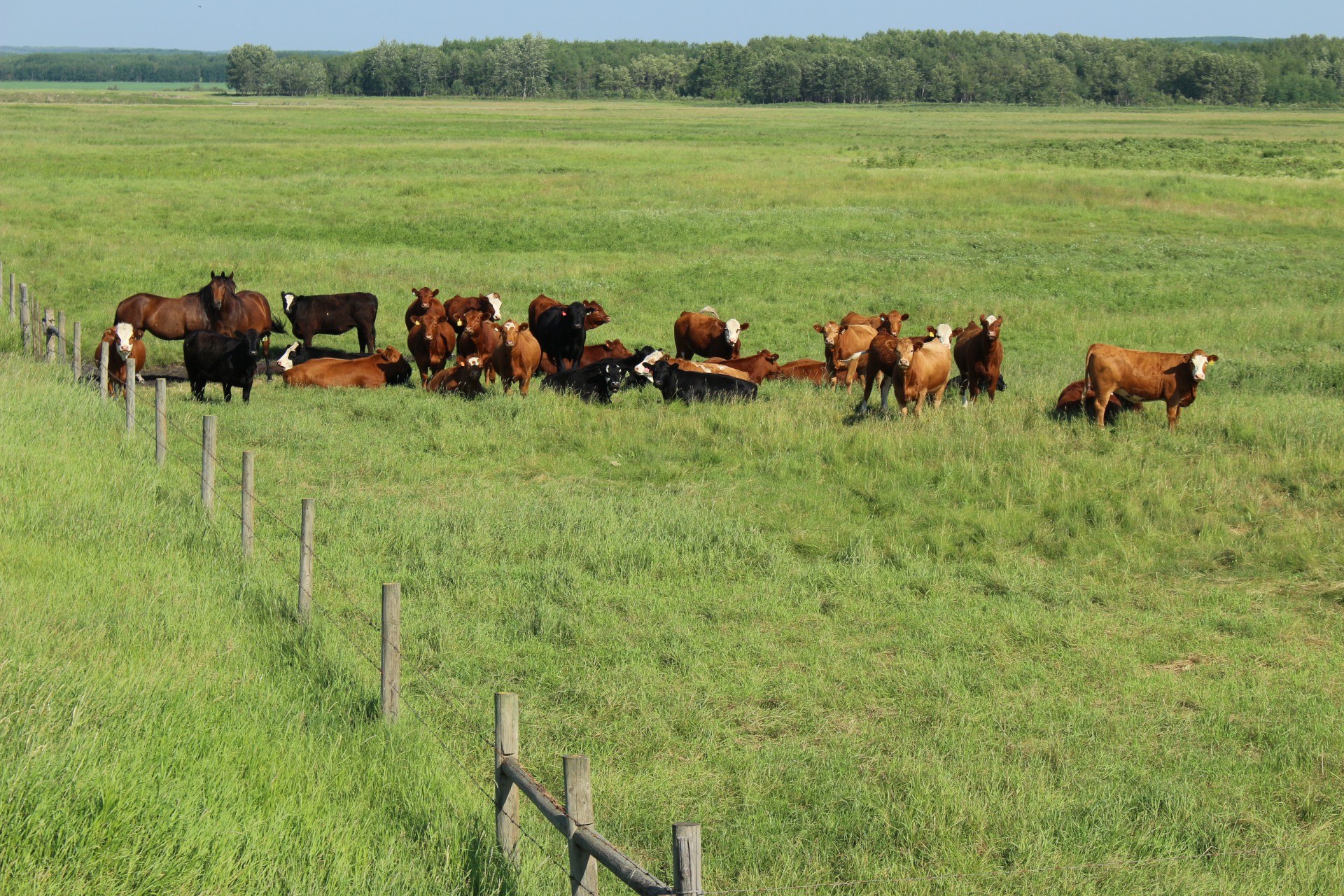 herd cows horses free photo