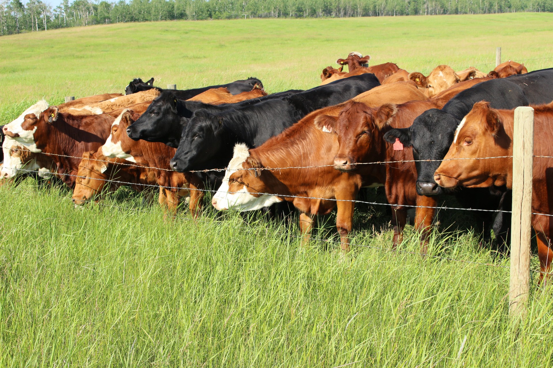 herd cows pasture free photo