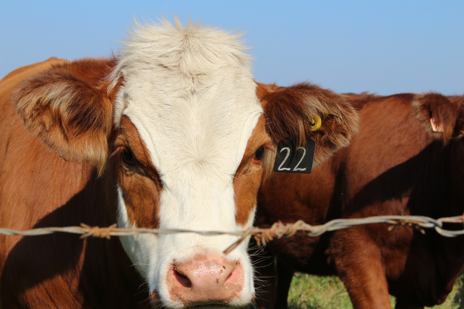 herd cows herd of cows free photo