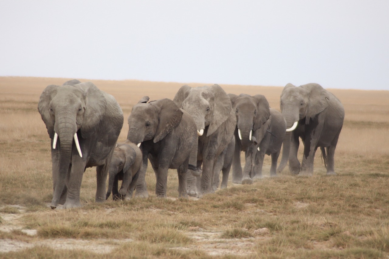 herd of elephants serengeti cow family free photo