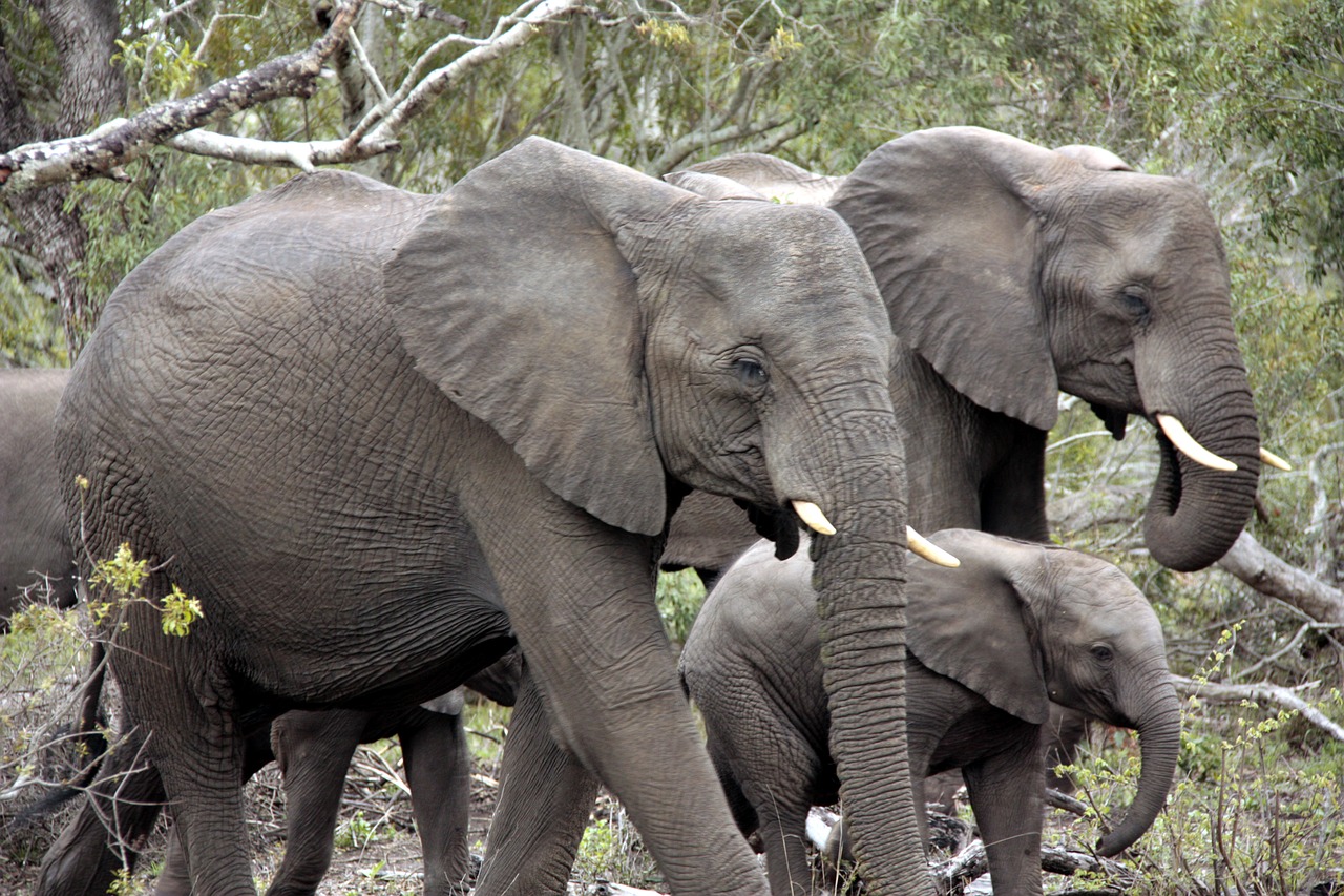 herd of elephants elephant africa free photo