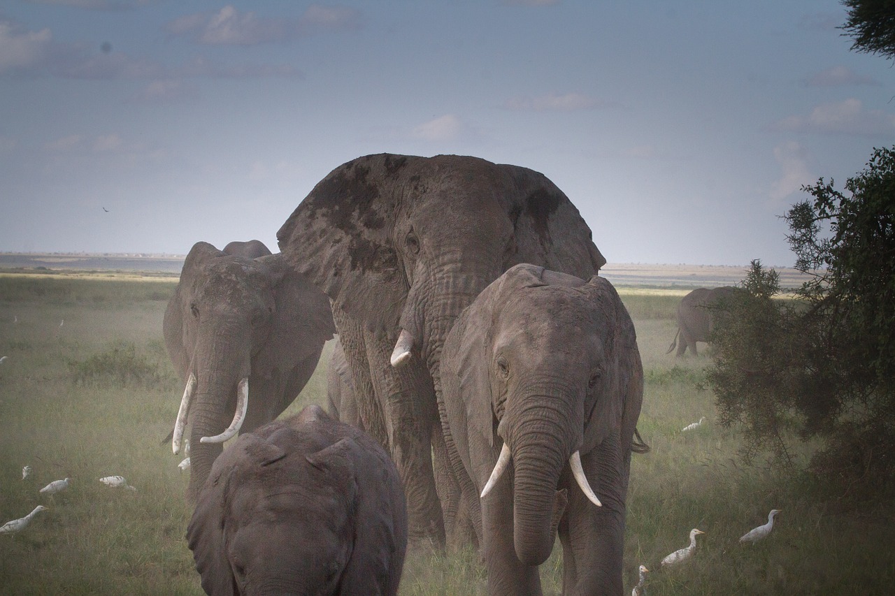 herd of elephants elephant national park free photo