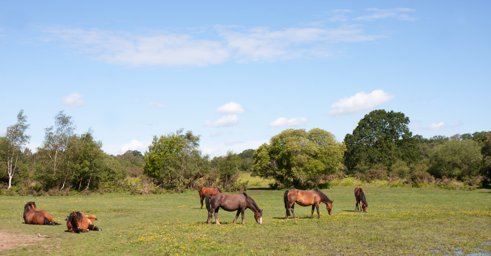 horse horses herd free photo