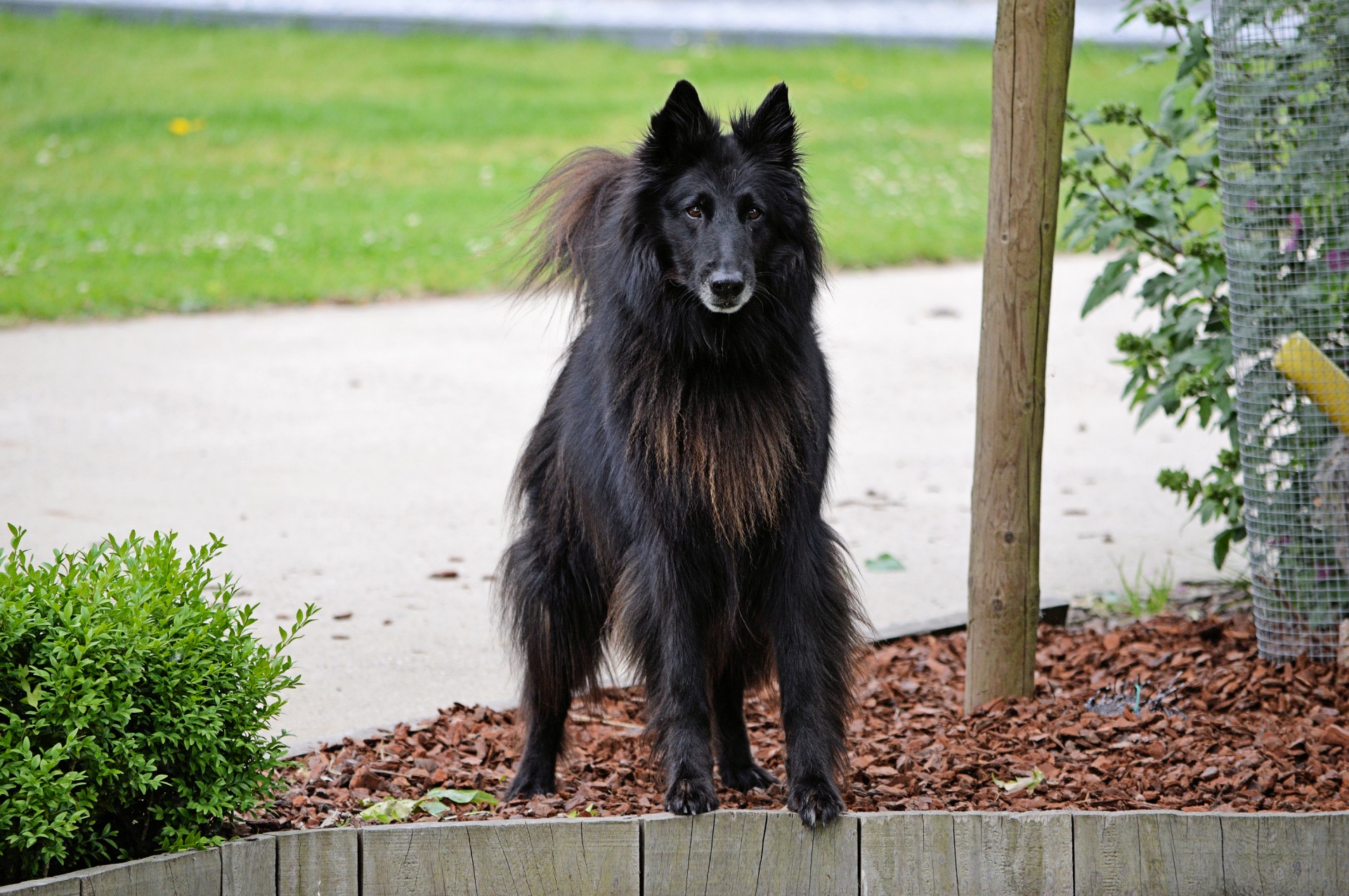 sheepdog yard dog free photo