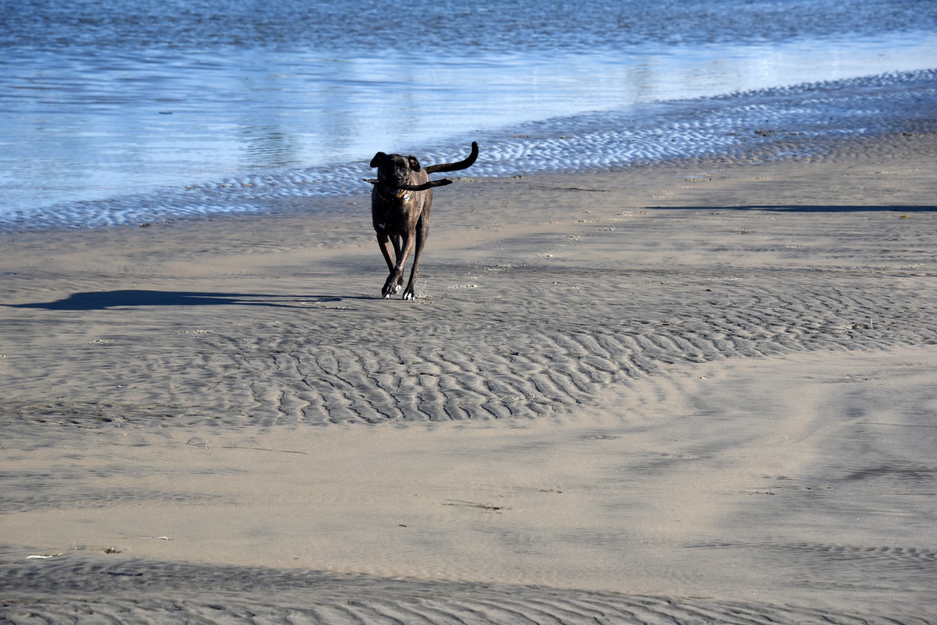 dog labrador ocean free photo