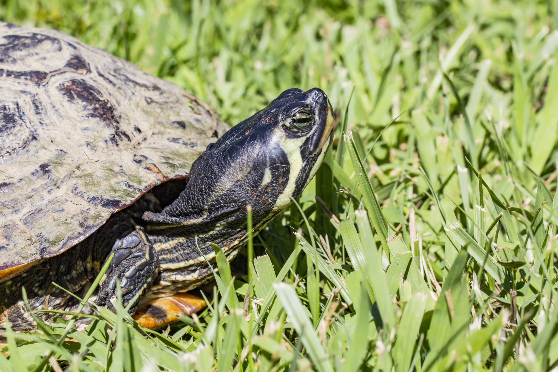 turtle painted turtle shell free photo